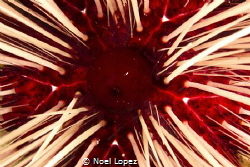 black sea urchin,Canon 60D , canon macro lens 60mm,two ik... by Noel Lopez 